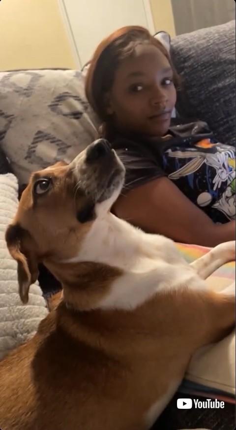 視線をそらす犬