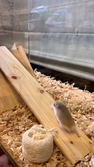 のぼるハムスター