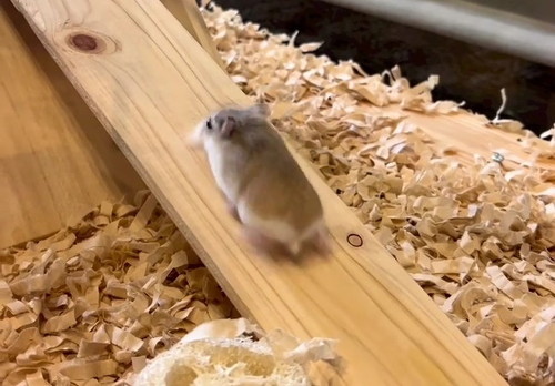 ハムスターアップ