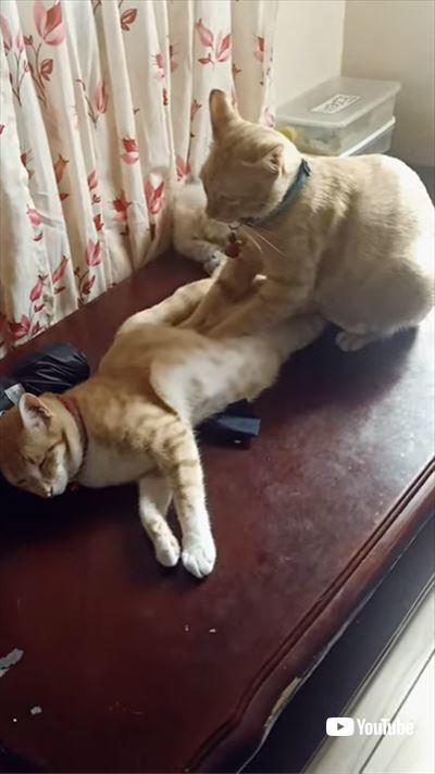 猫をマッサージする猫