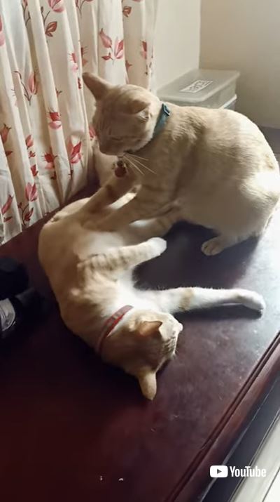 猫をマッサージする猫