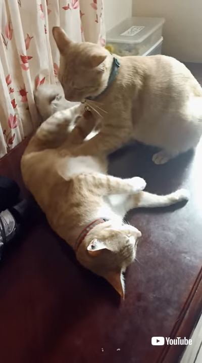 猫をマッサージする猫