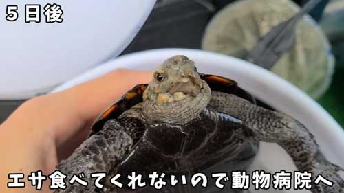 ごはんを食べないカメ