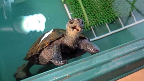 泳いでくるカメ