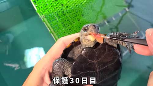 積極的に食べるようになったカメ