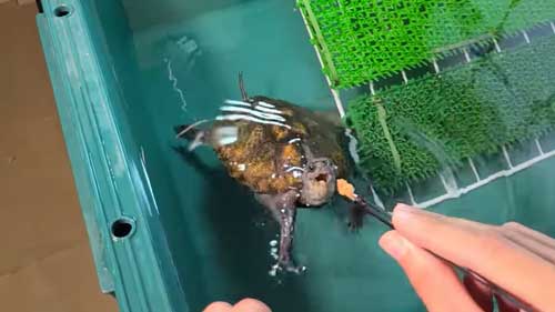 人馴れしたカメ