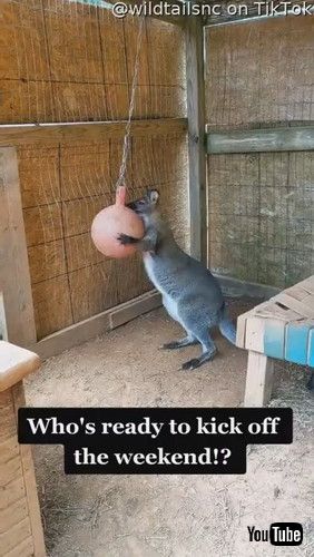 ボールで遊ぶワラビー