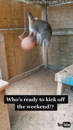 ジャンプするワラビー