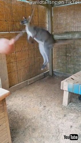 キックするワラビー