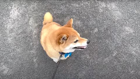 妹をみつめるワンコ