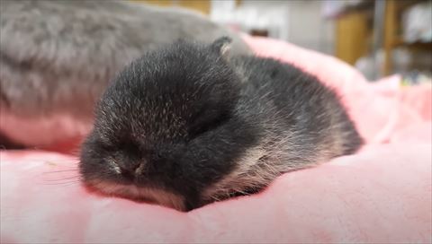 ベッドで寝てる