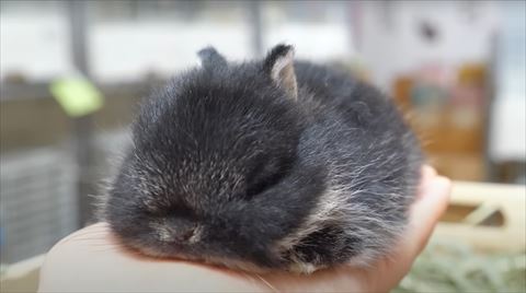 手の上で寝てる