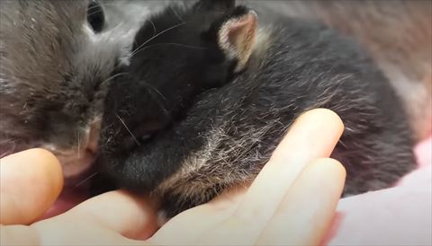 毛づくろいしてる赤ちゃんを見るママうさぎ