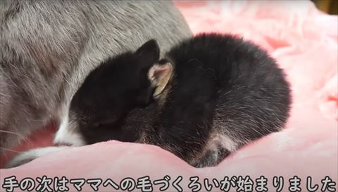 ママを毛づくろい