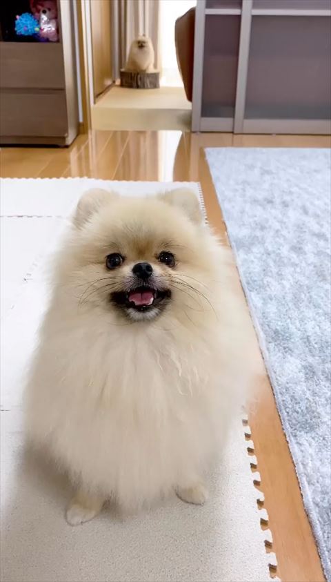 ニッコニコの息子ポメに、母ポメが駆け寄り……「ぎゅうぅぅぅぅ