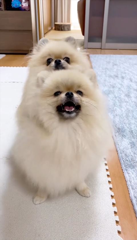 ニッコニコの息子ポメに、母ポメが駆け寄り……「ぎゅうぅぅぅぅ