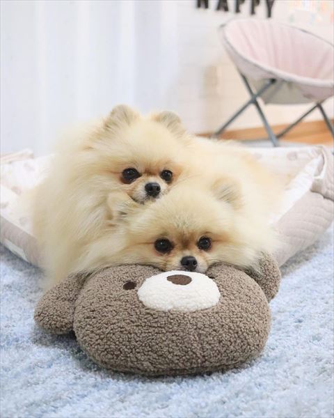 ベッドで重なるワンコ