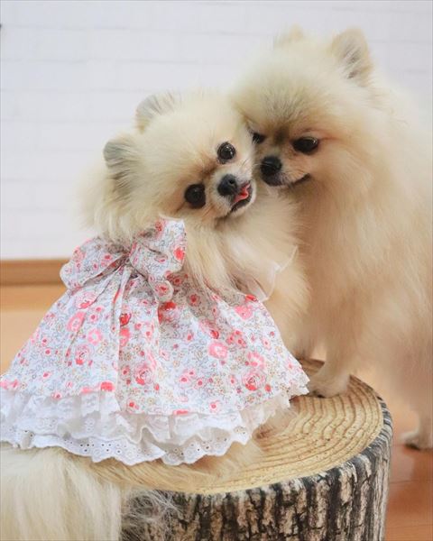 洋服着てるワンコ