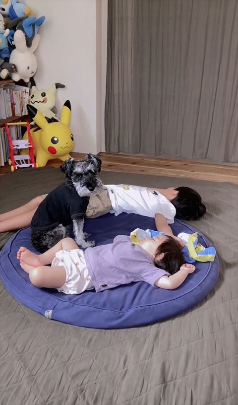 お座りしてカメラ目線の犬