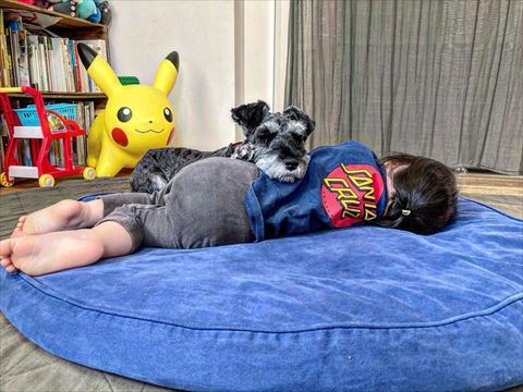 あごのせてる犬