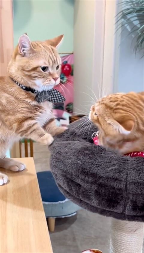 まりんちゃんを哀しそうに見るぷぷくん