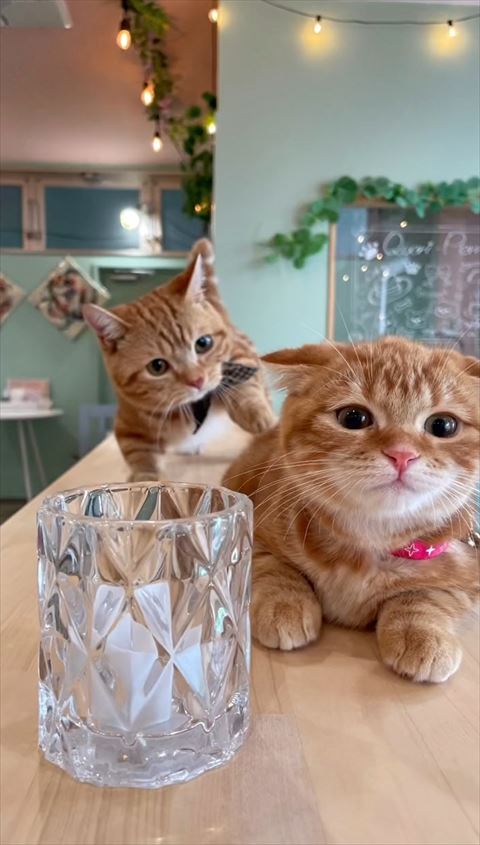 後ろからツンツンしようとしてるぷぷくん