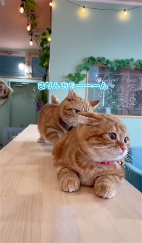 まりんちゃーんテロップ