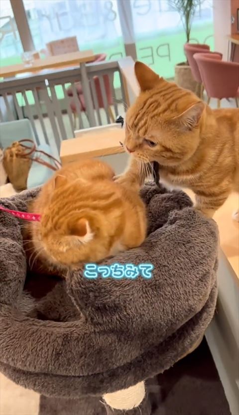 こっち見てテロップ