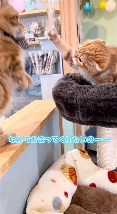 なんで構ってくれないのテロップ