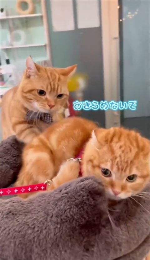 あきらめないぞテロップ