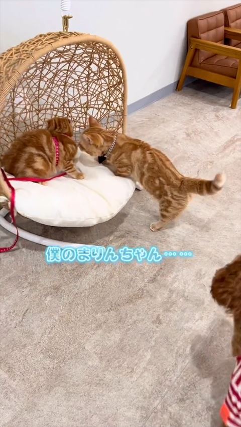 ぼくのまりんちゃんテロップ