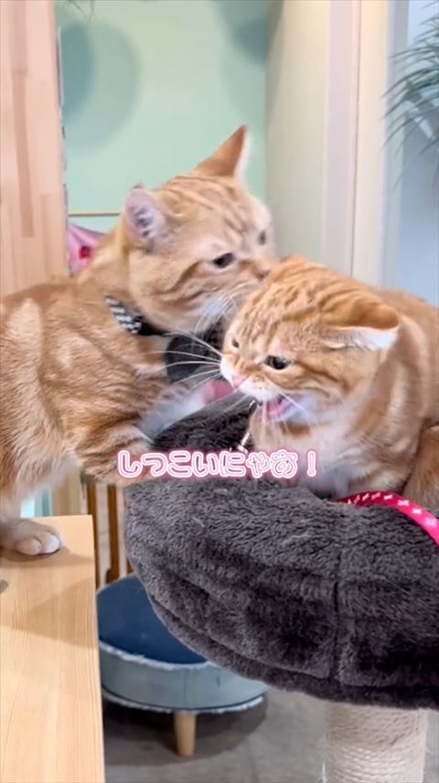 しつこいにゃテロップ