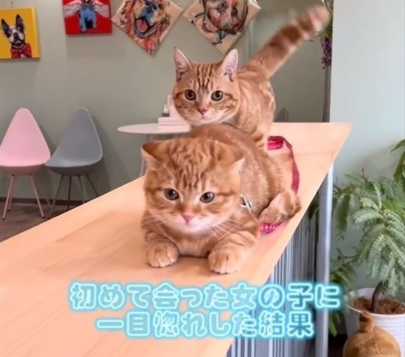 一目ぼれした結果テロップ