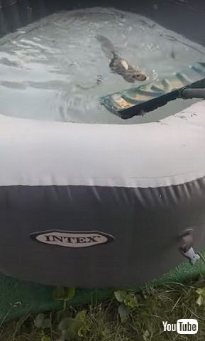 シャベルに近付くリス