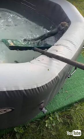 ジャンプするリス