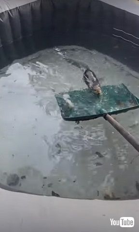 シャベルに乗るリス