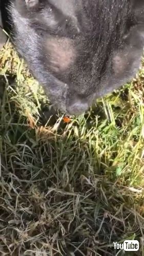 テントウムシが顔にくっついた猫