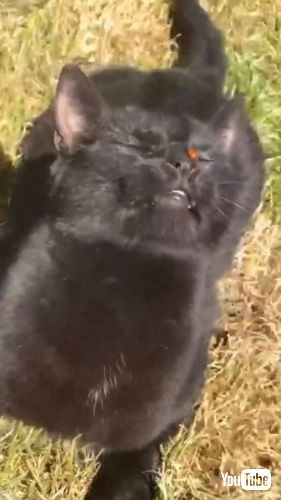 テントウムシが顔にくっついた猫