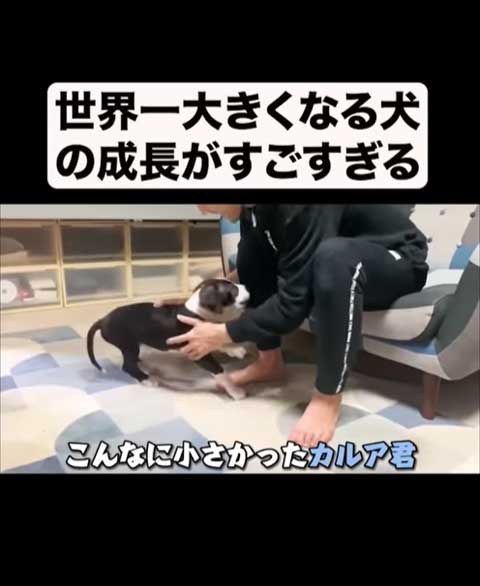 グレートデンのビフォアフ