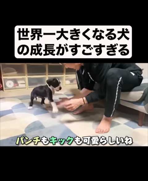飼い主とじゃれるグレートデン