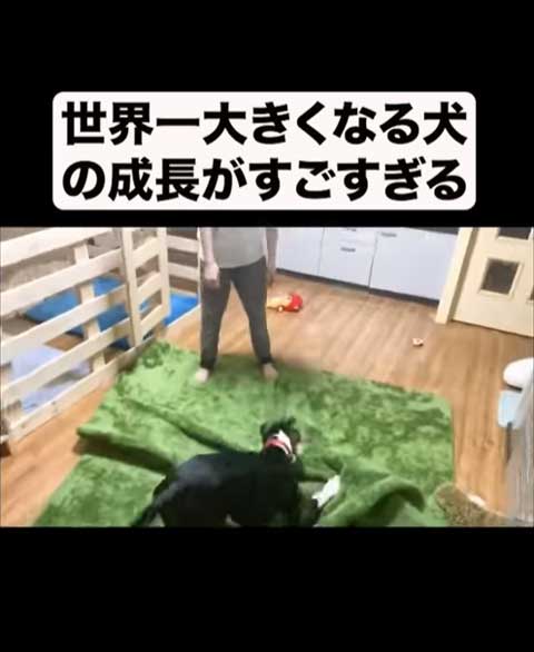 大きくなったグレートデン