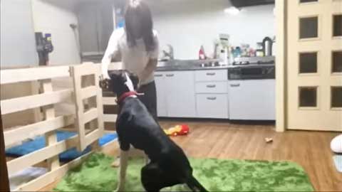 3カ月後のグレートデン