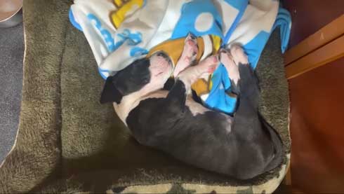 トレーニング後のグレートデン