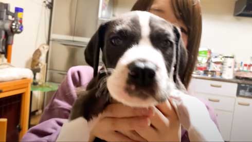 子犬時代のグレートデン