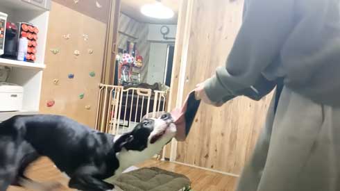 力強いグレートデンに成長