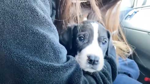 2カ月のグレートデン