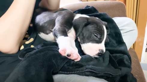 膝の上にいるグレートデン