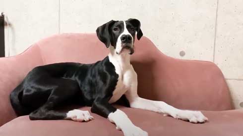 生後5カ月頃のグレートデン