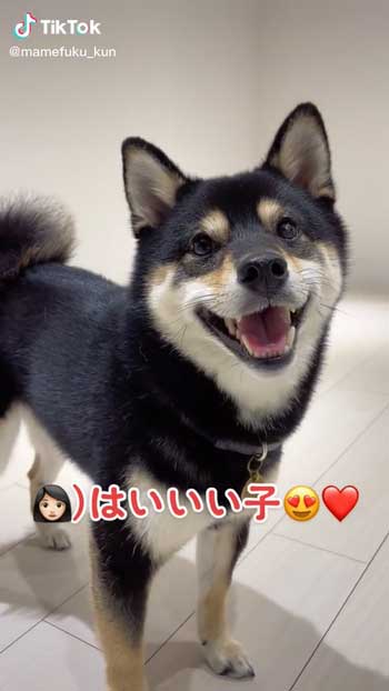 ほほ笑む柴犬