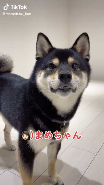 名前を呼ばれる柴犬